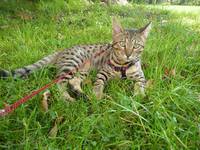 Savannah F6 SBT